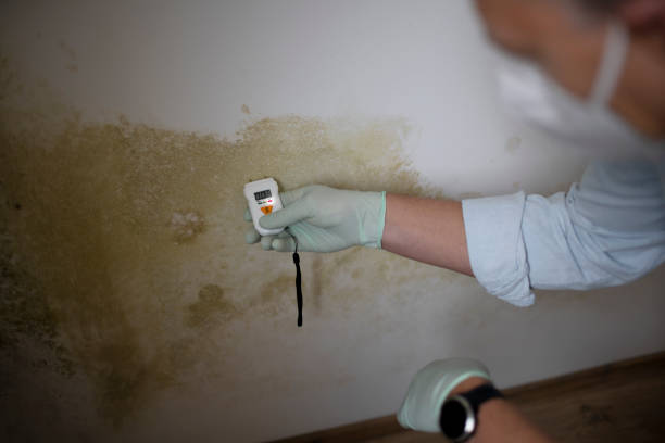 Best Mold Odor Removal Services  in Pasco, WA